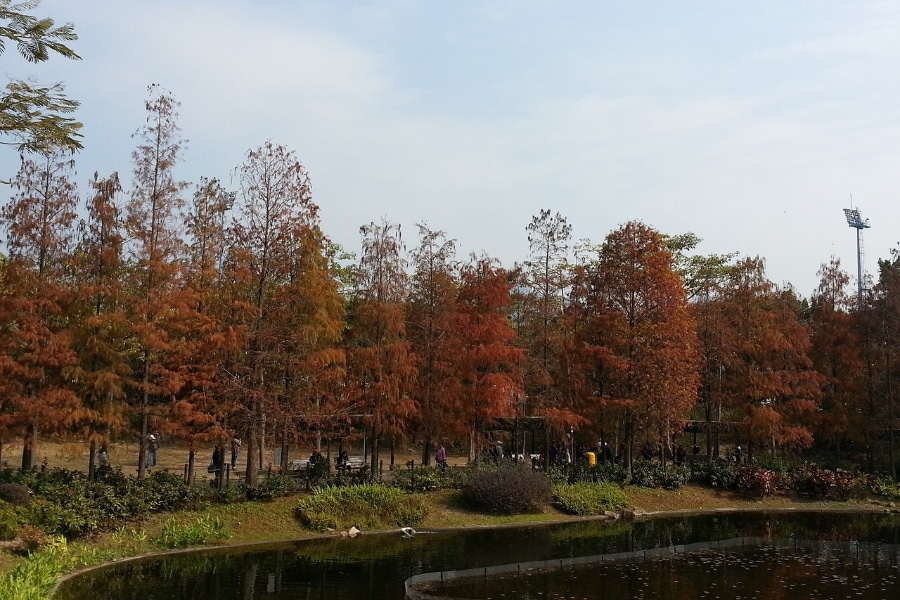 autumn leaves hong kong tsing yi park