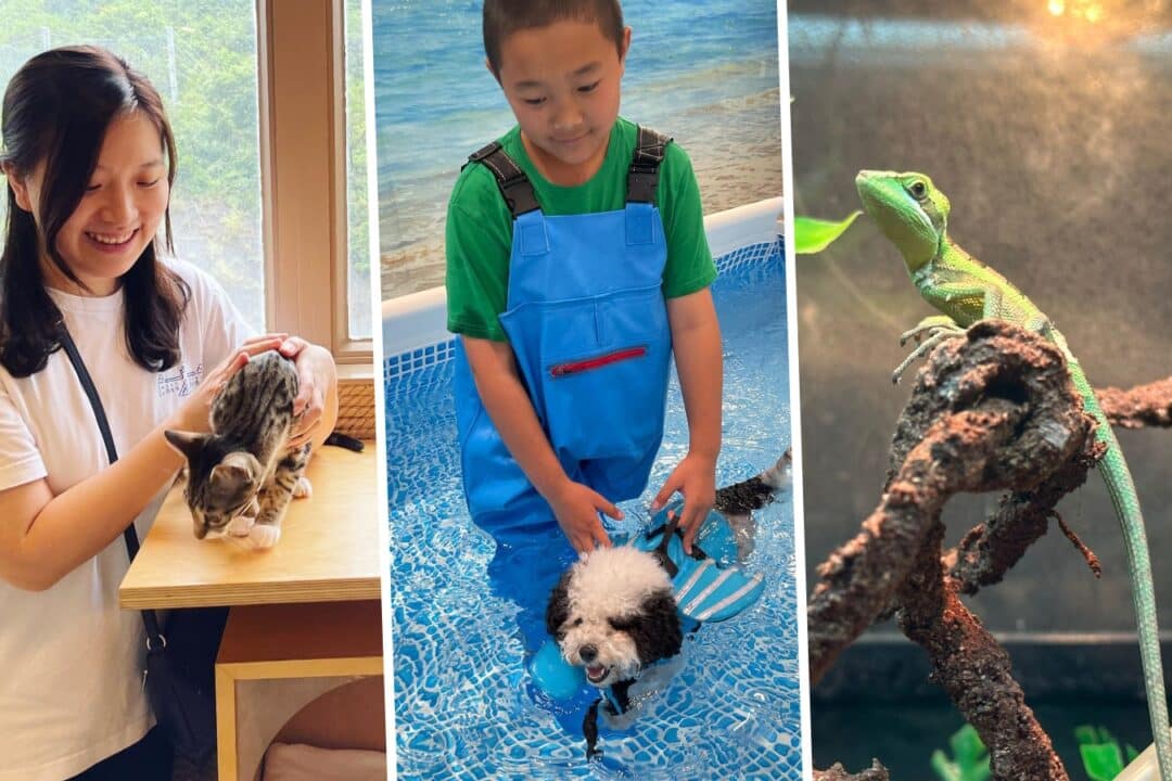 best pet stores hong kong