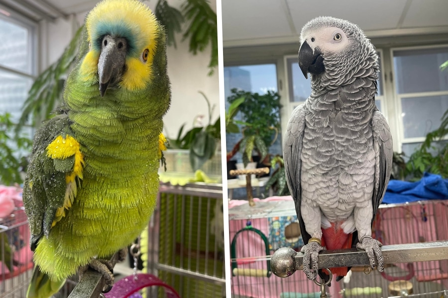 birdy house pet store hong kong
