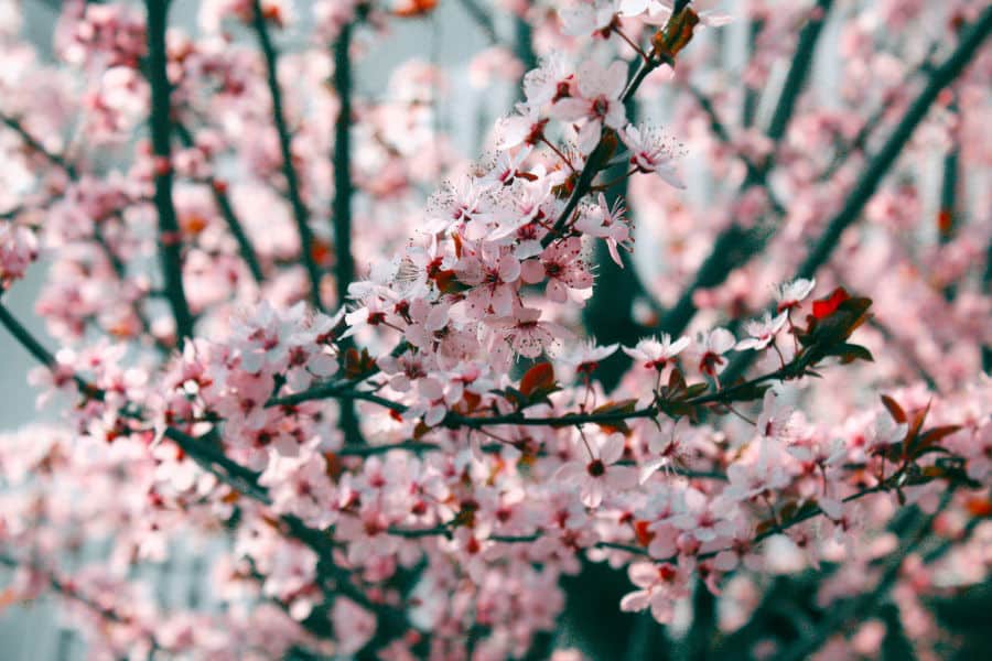 Fuji cherry trees in Sha Tin