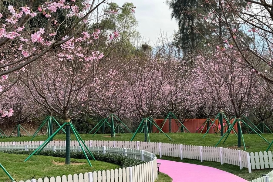 cherry blossom trees at cherry blossom garden in chek lap kok