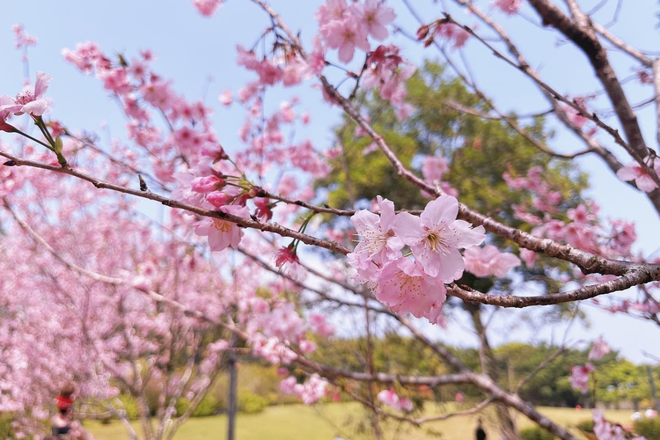 tai po cherry blossoms hong kong