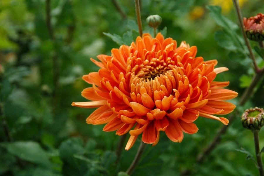 Chrysanthemum chinese new year flower