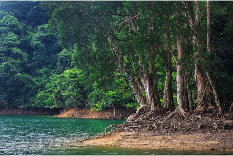 Paperbark trees on the banks of the Shun Mun Reservoir. The water flows lazily by the banks of the reservoir, which is surrounded by greenery.
