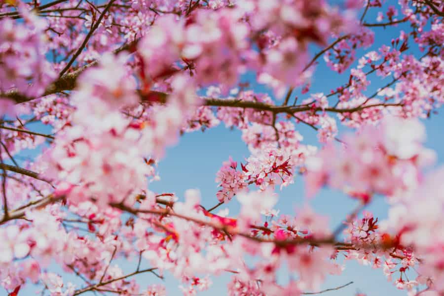 light pink flowering cherry in CUHK