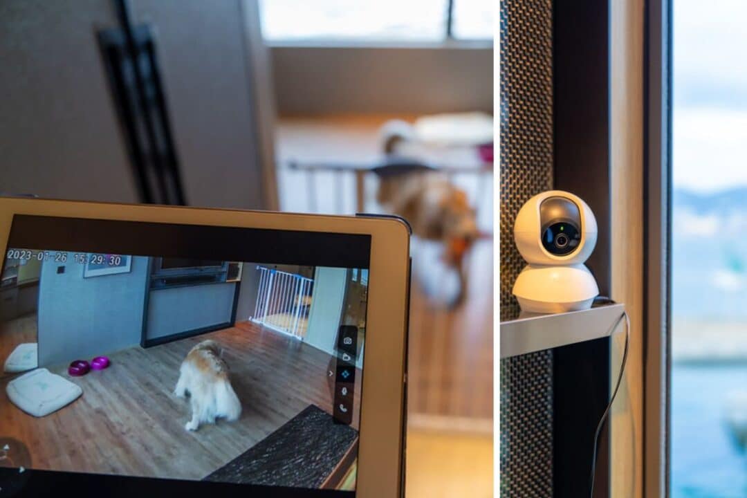 dog hotel with camera at Hyatt Centric Victoria Harbour Hong Kong