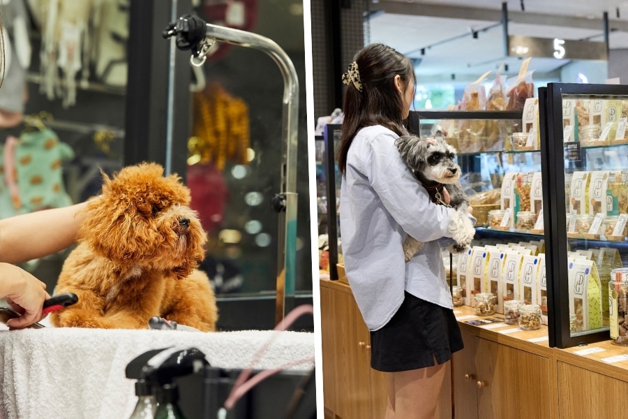 the dog's garden pet store hong kong