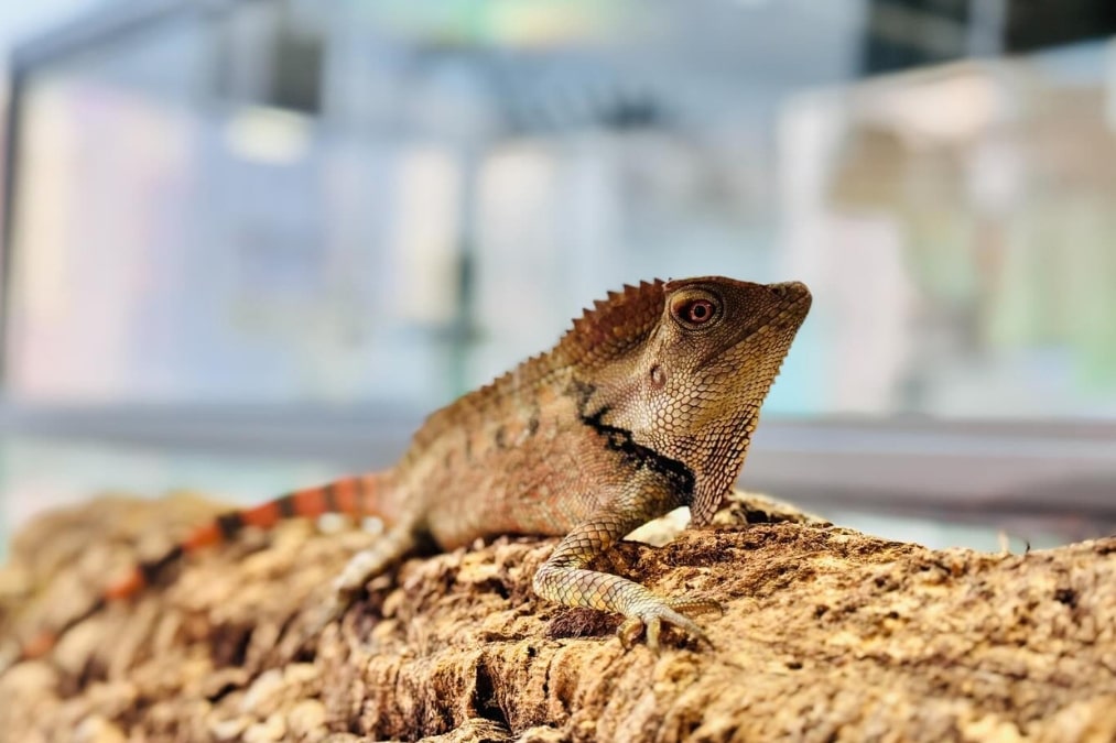 exotic creatures pet store hong kong