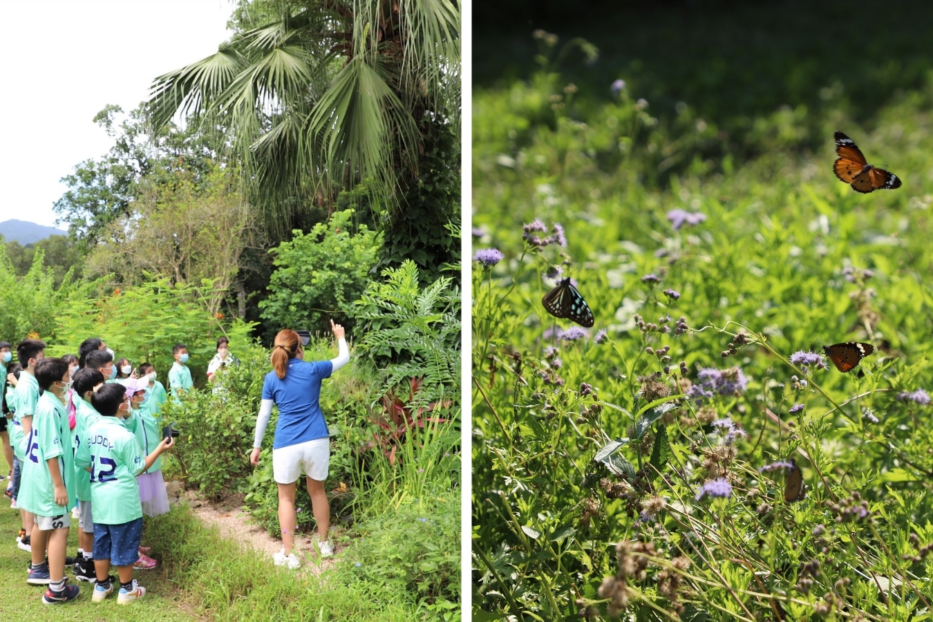 hong kong fanling golf course nature walk and butterflies
