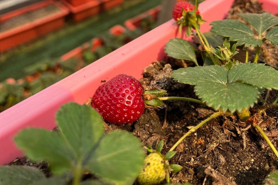 fruitful organic farm hong kong
