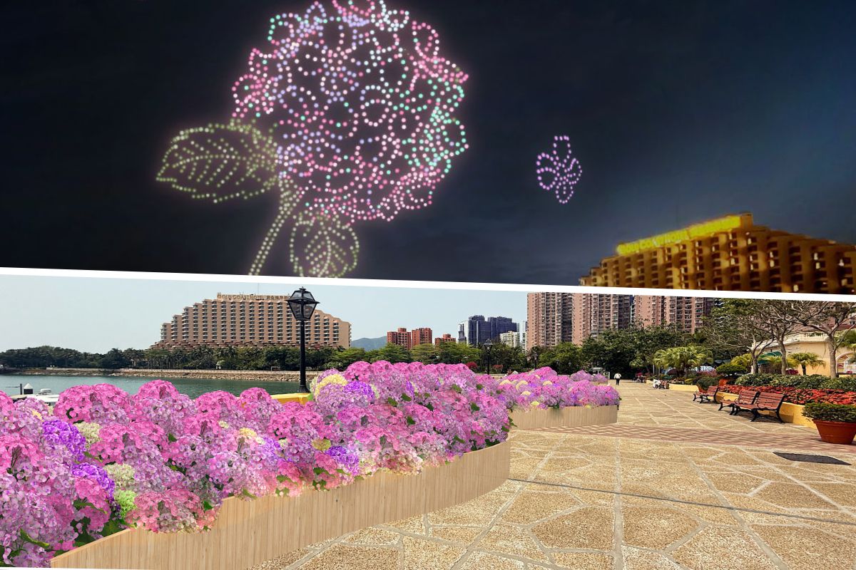 gold coast hydrangea festival hong kong 2025