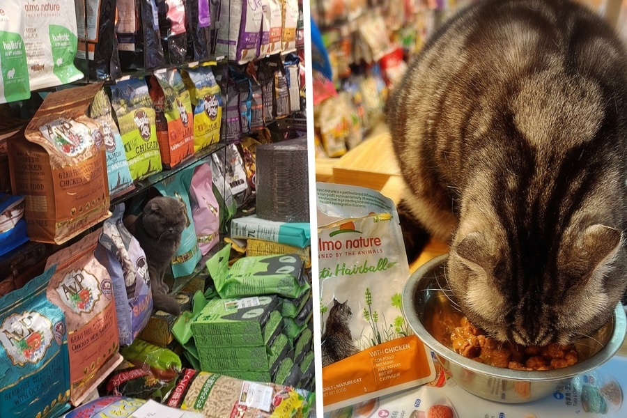 honey pet shop hong kong