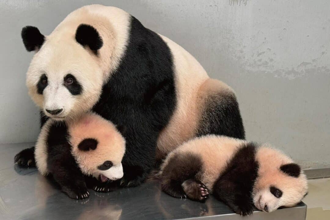 hong kong-born baby pandas to make public debut on february 16