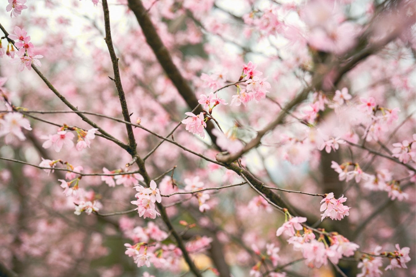 cherry blossoms hong kong international airport