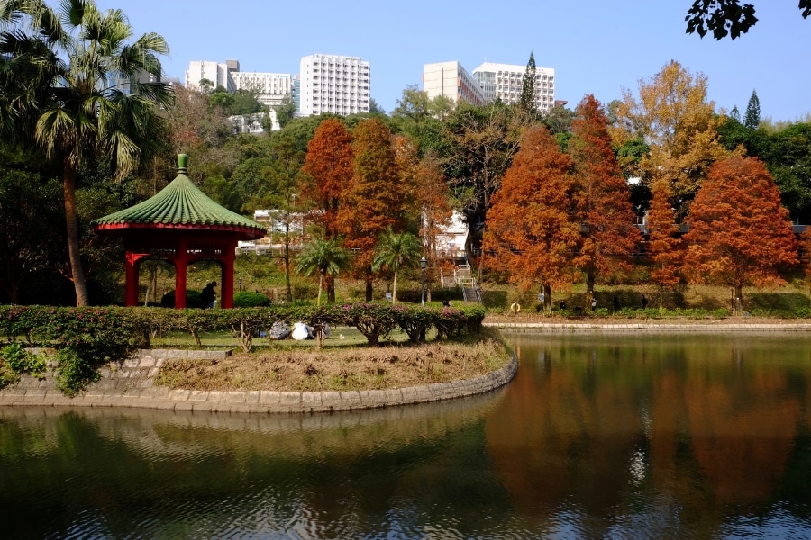 chinese university of hong kong red leaves by the lake