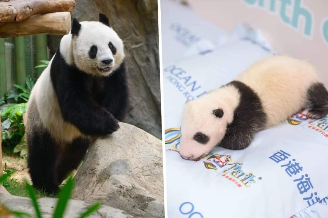 hong kong four new pandas