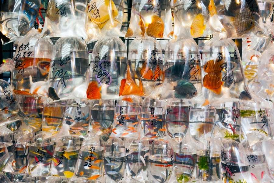 hong kong goldfish market tung choi street