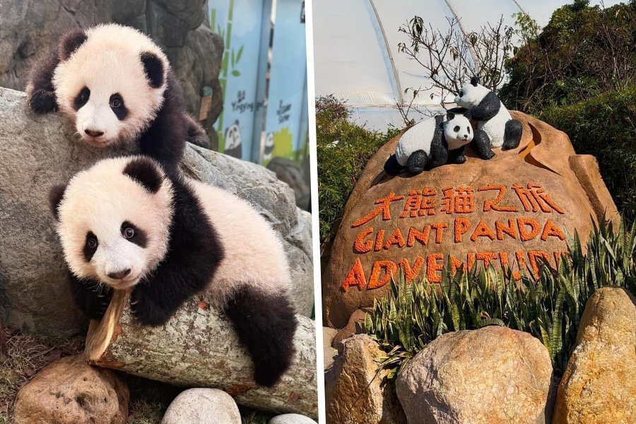ocean park hong kong giant panda adventure