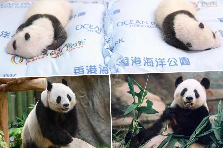 hong kong cubs and parents