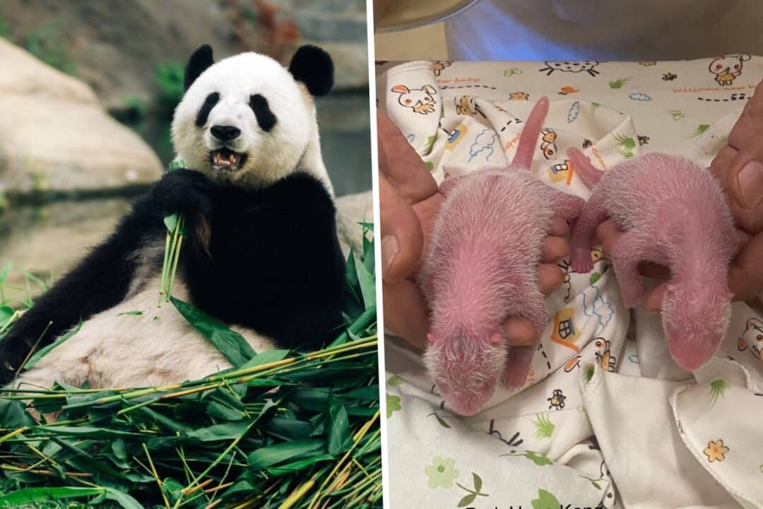 hong kong panda gives birth to twins