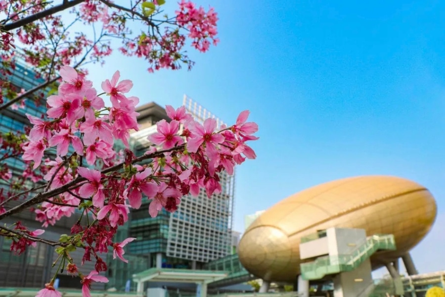 close up of cherry blossoms against the golden egg plaza in hong kong science park