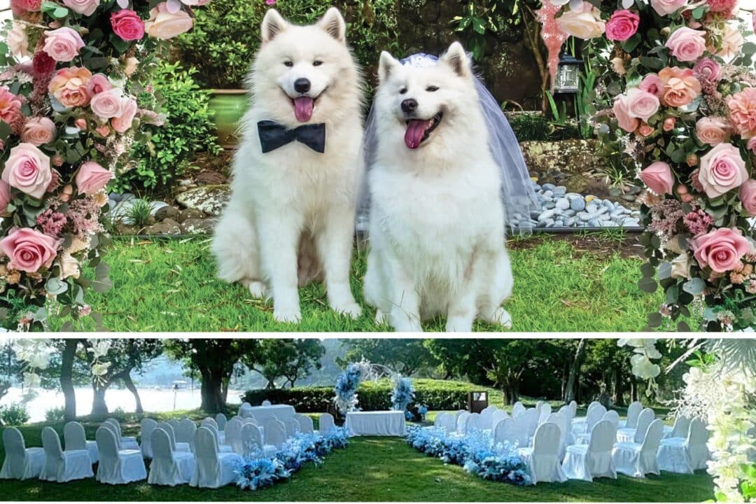 hotel in macau hosts pet weddings