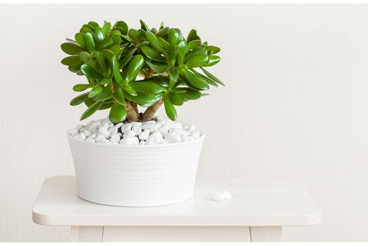 jade trees chinese new year flower