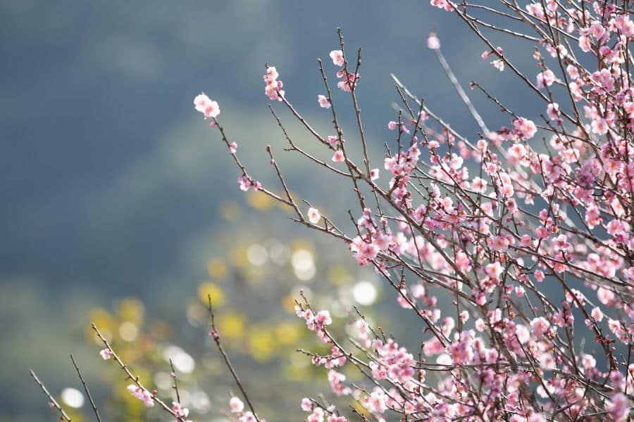 Kadoorie Farm and Botanical Gardens in Spring