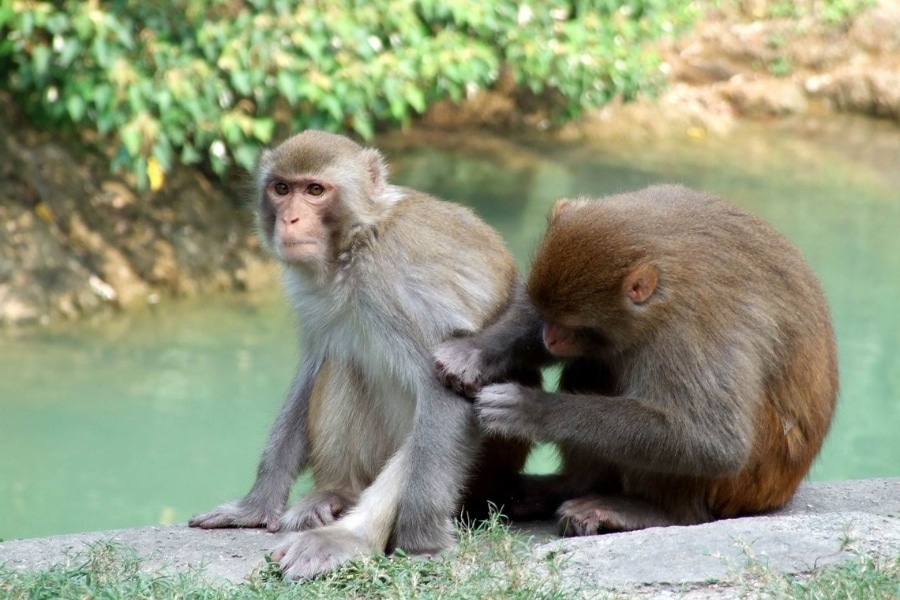 kam shan country park hong kong macaques
