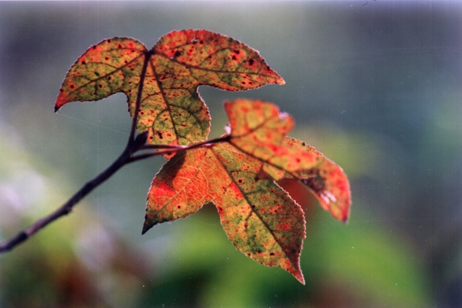 kau tam tso autumn leaves hong kong