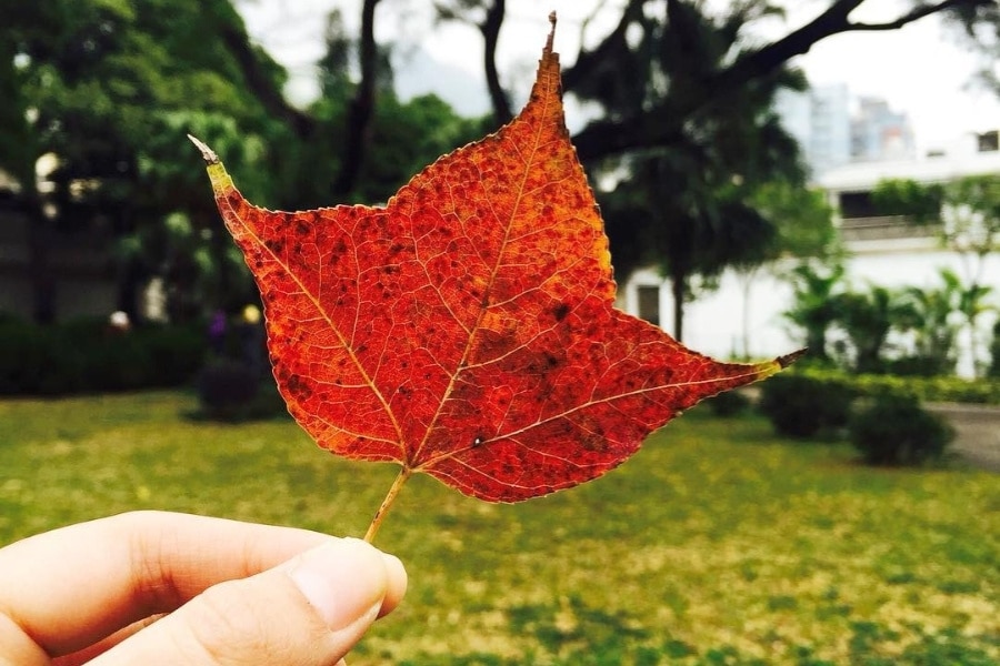 kent road garden red leaf hong kong