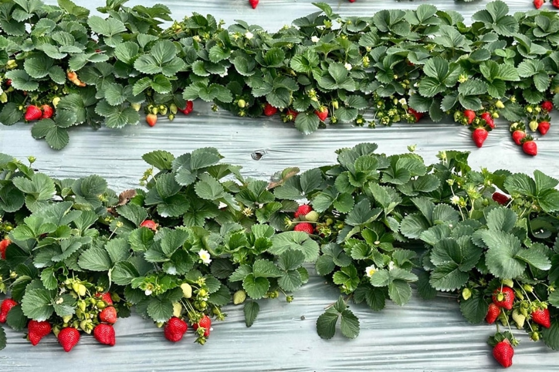 law's strawberry farm hong kong