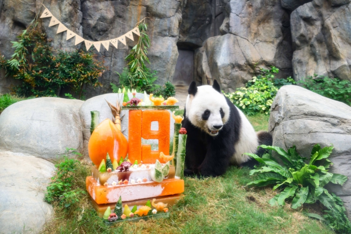 le le 19th birthday ocean park hong kong