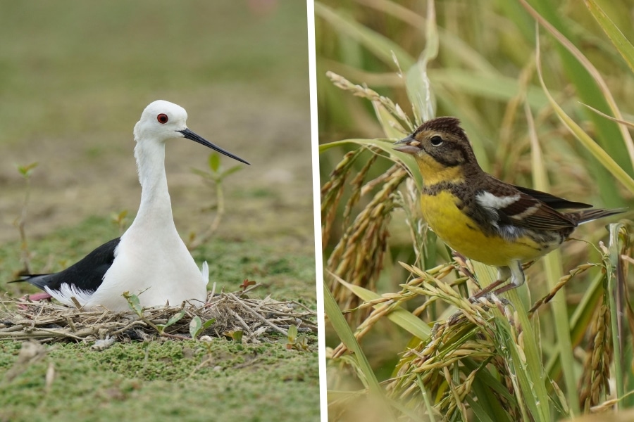 long valley nature park birds hong kong