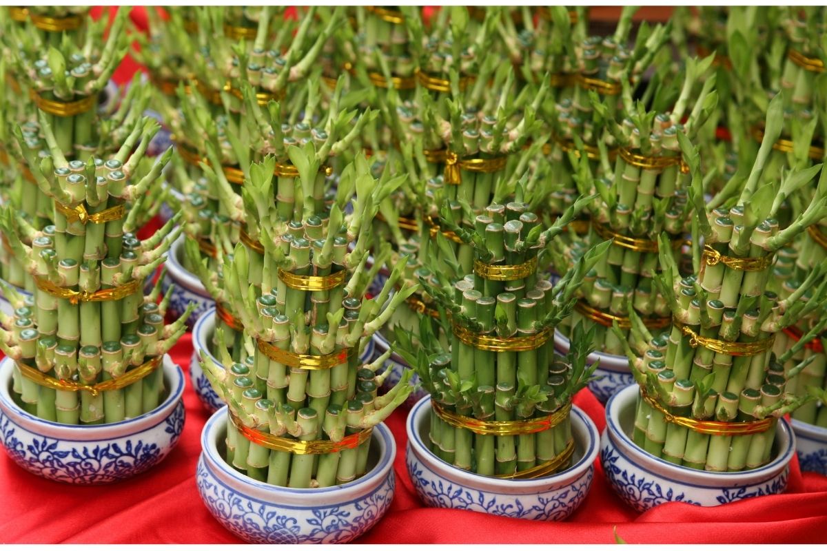 bamboo trees chinese new year flower