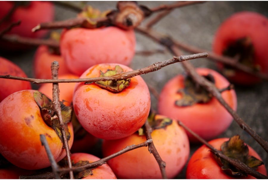 persimmons on branches for chinese new year