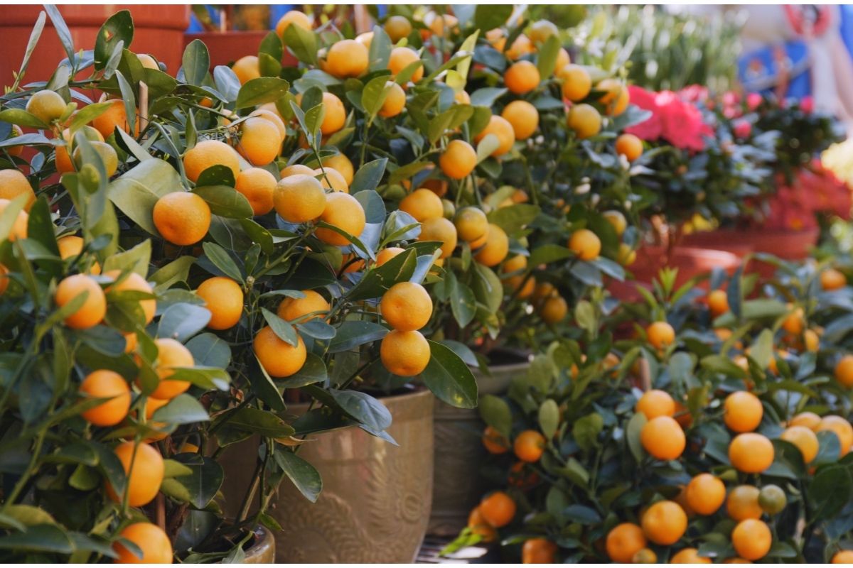 mandarin tangerine trees chinese new year flower