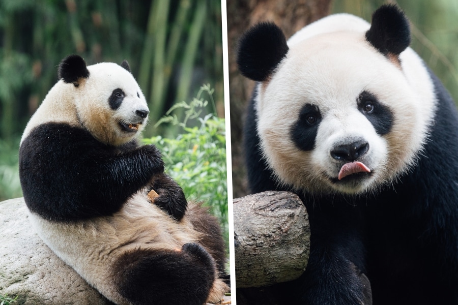hong kong new pandas