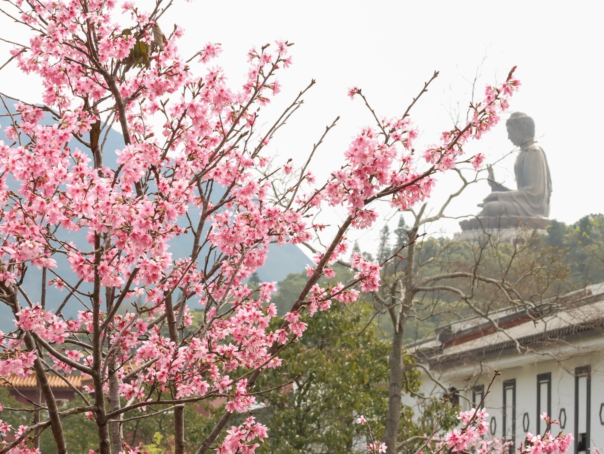 pink sakura cherry blossom tree and the big buddha at ngong ping