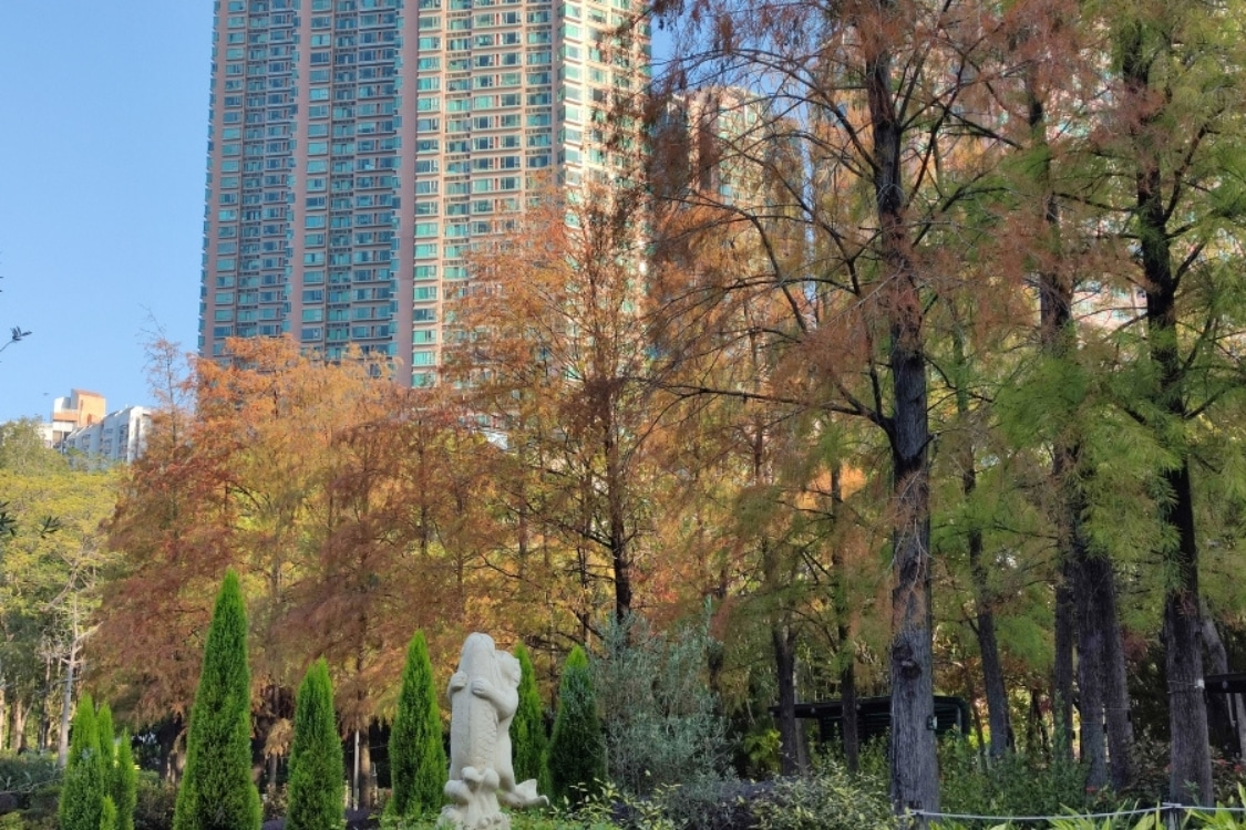 north district park hong kong red leaves