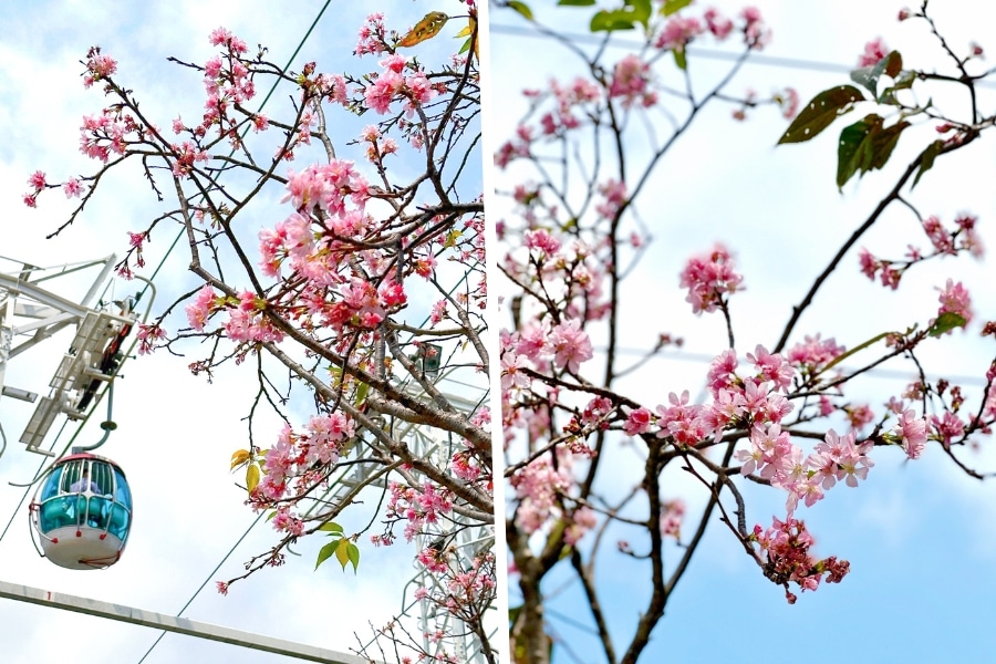 cherry blossom tree and ocean park cable car in aberdeen