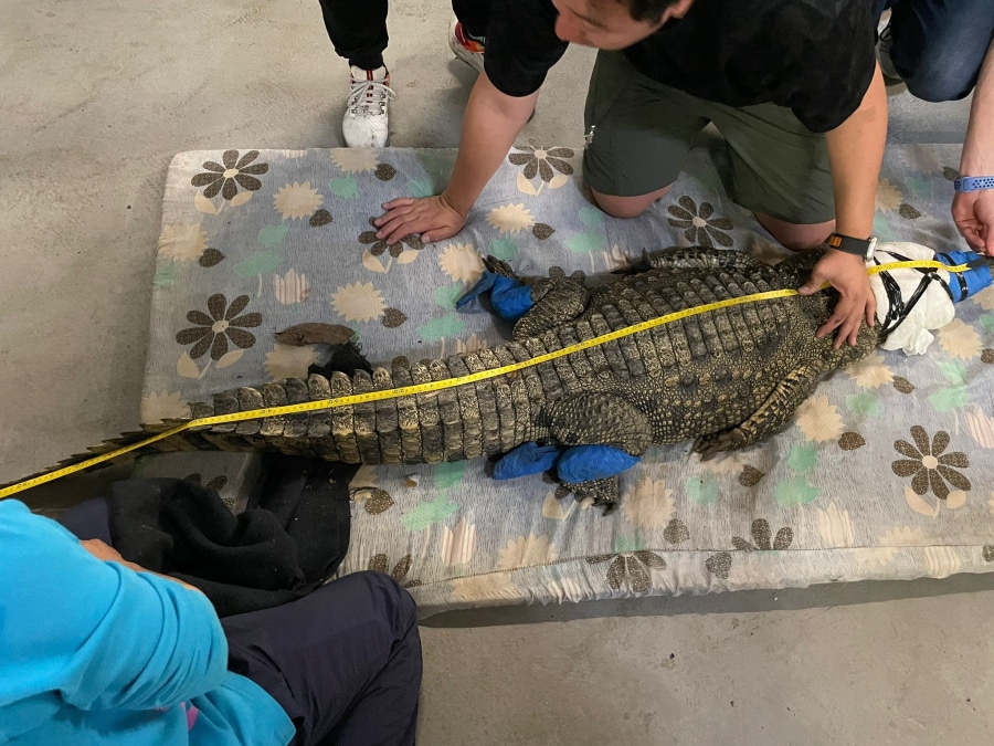 ocean park hong kong crocodile examination