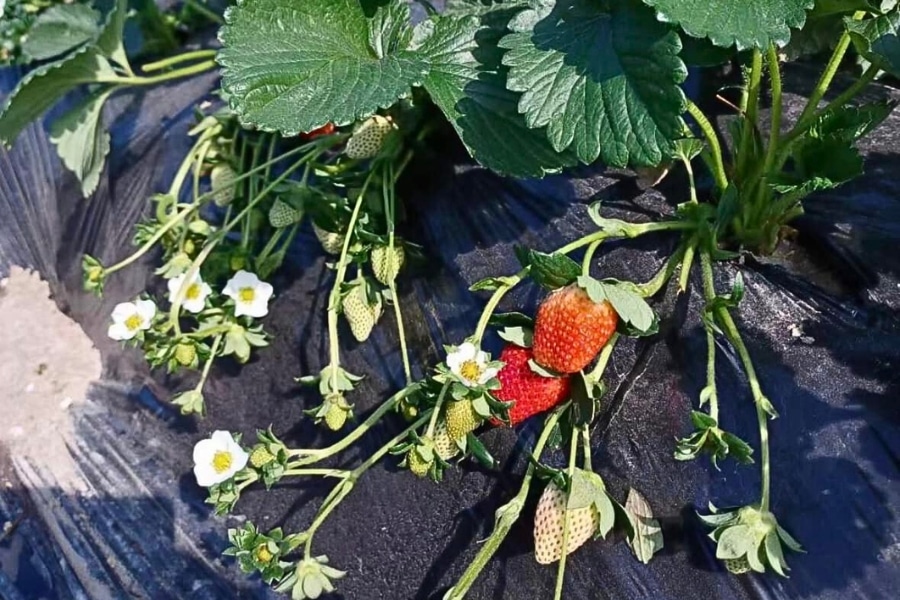 old xu farm strawberries hong kong