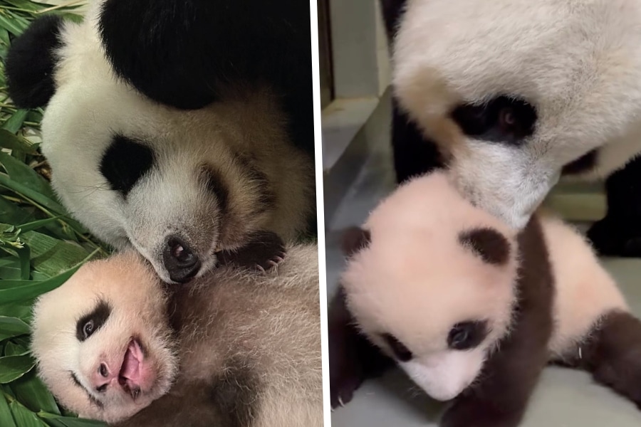 ying ying with her panda cubs at ocean park hong kong