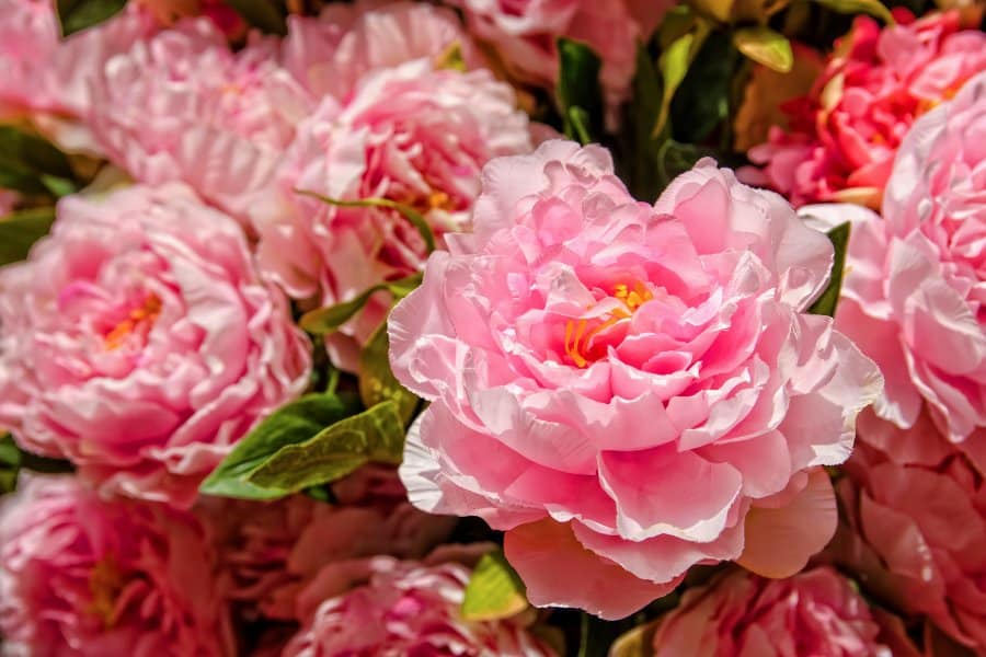 peonies chinese new year flower