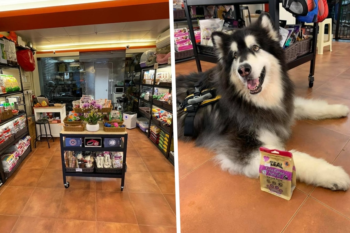 pets lagoon hong kong pet store