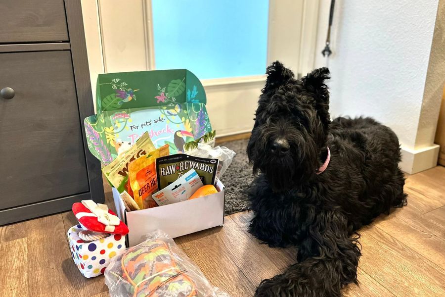 One happy pup, one epic PetShack box. Treats, toys, and tail wags included. (© PetShack)
