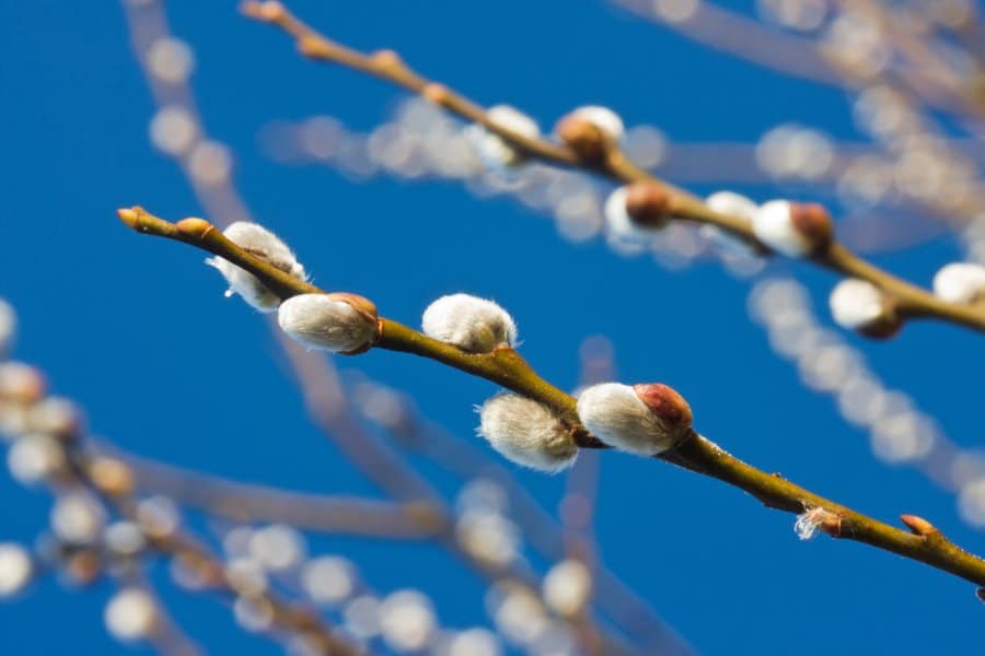 pussy willows chinese new year flower