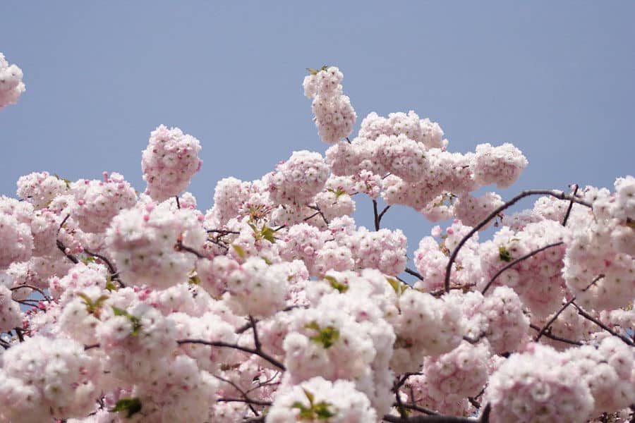 Cherry Blossoms in Quarry Bay