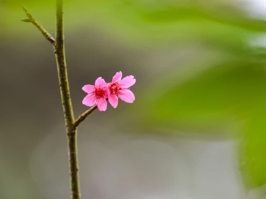 Cherry blossom at Rotary Park